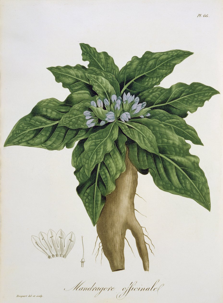 Mandragora Officinarum z "Phytographie Medicale" autorstwa Joseph Roques (1772-1850), opublikowana w 1821 r. autorstwa L.F.J. Hoquart