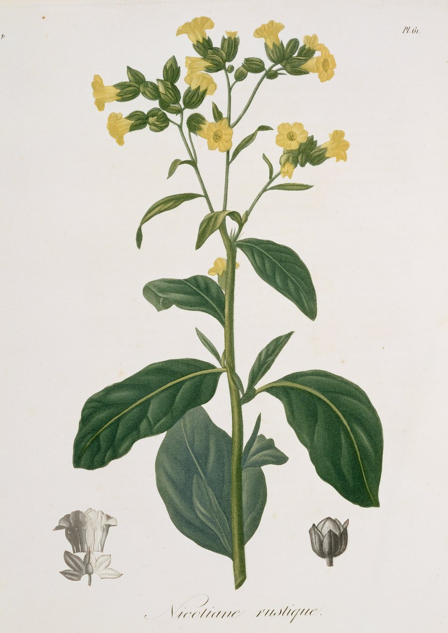 Nicotiana z „Phytographie Medicale” Josepha Roquesa (1772-1850), wydanej w 1821 r. autorstwa L.F.J. Hoquart