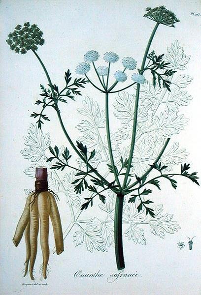 Oeanthe Crocata z „Phytographie Medicale” Josepha Roquesa (1772-1850), wydana w 1821 r. (rycina) autorstwa L.F.J. Hoquart