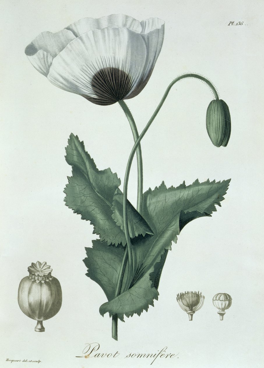 Papaver Somniferum z „Phytographie Medicale” Josepha Roquesa (1772-1850), wydanej w 1821 r. autorstwa L.F.J. Hoquart