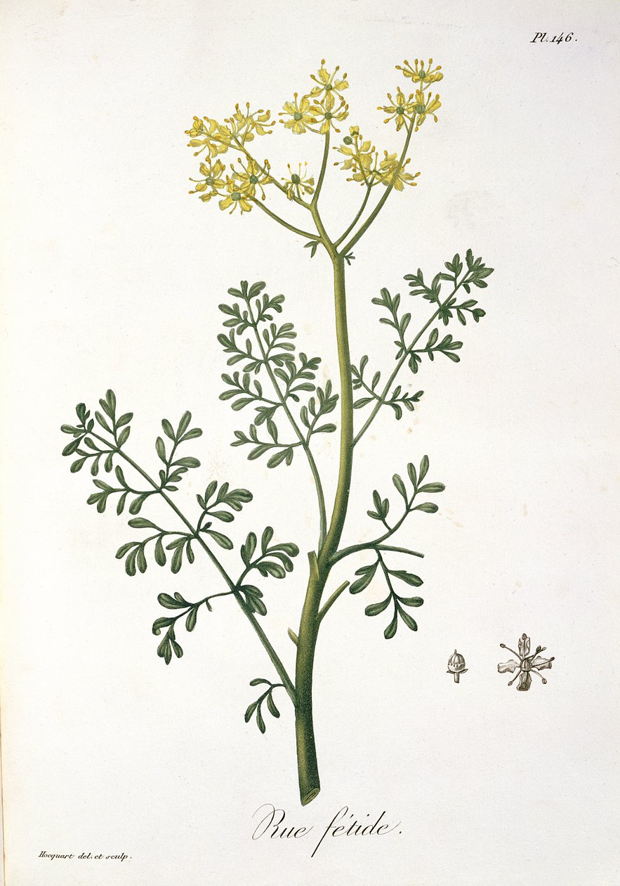 Rue z „Phytographie Medicale” Josepha Roquesa (1772-1850), wydanej w 1821 r. autorstwa L.F.J. Hoquart