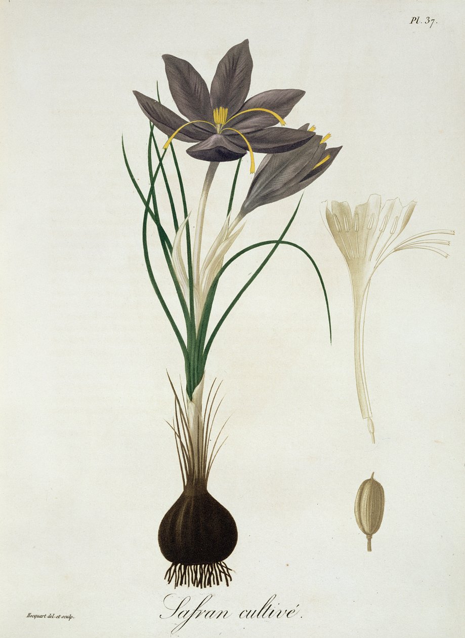 Szafran krokus z „Phytographie Medicale” Josepha Roquesa (1772-1850), opublikowana w 1821 r. autorstwa L.F.J. Hoquart