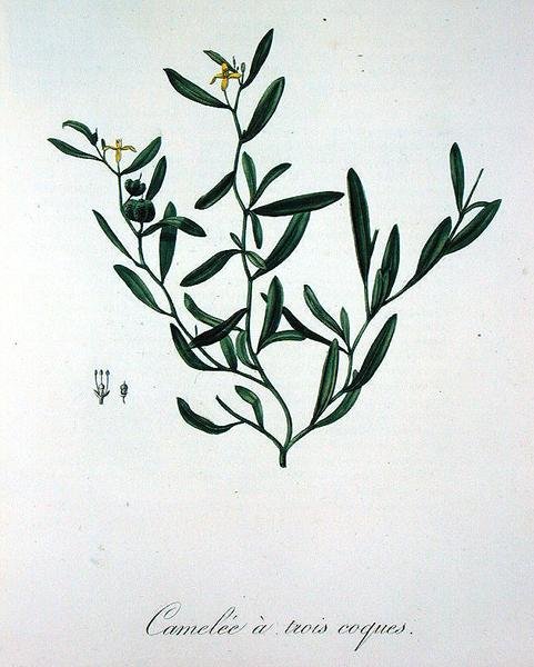 1821 онд хэвлэгдсэн Жозеф Рокесын (1772-1850) "Phytographie Medicale" номын гурван бүрхүүлийн Камелия (сийлбэр) autorstwa L.F.J. Hoquart