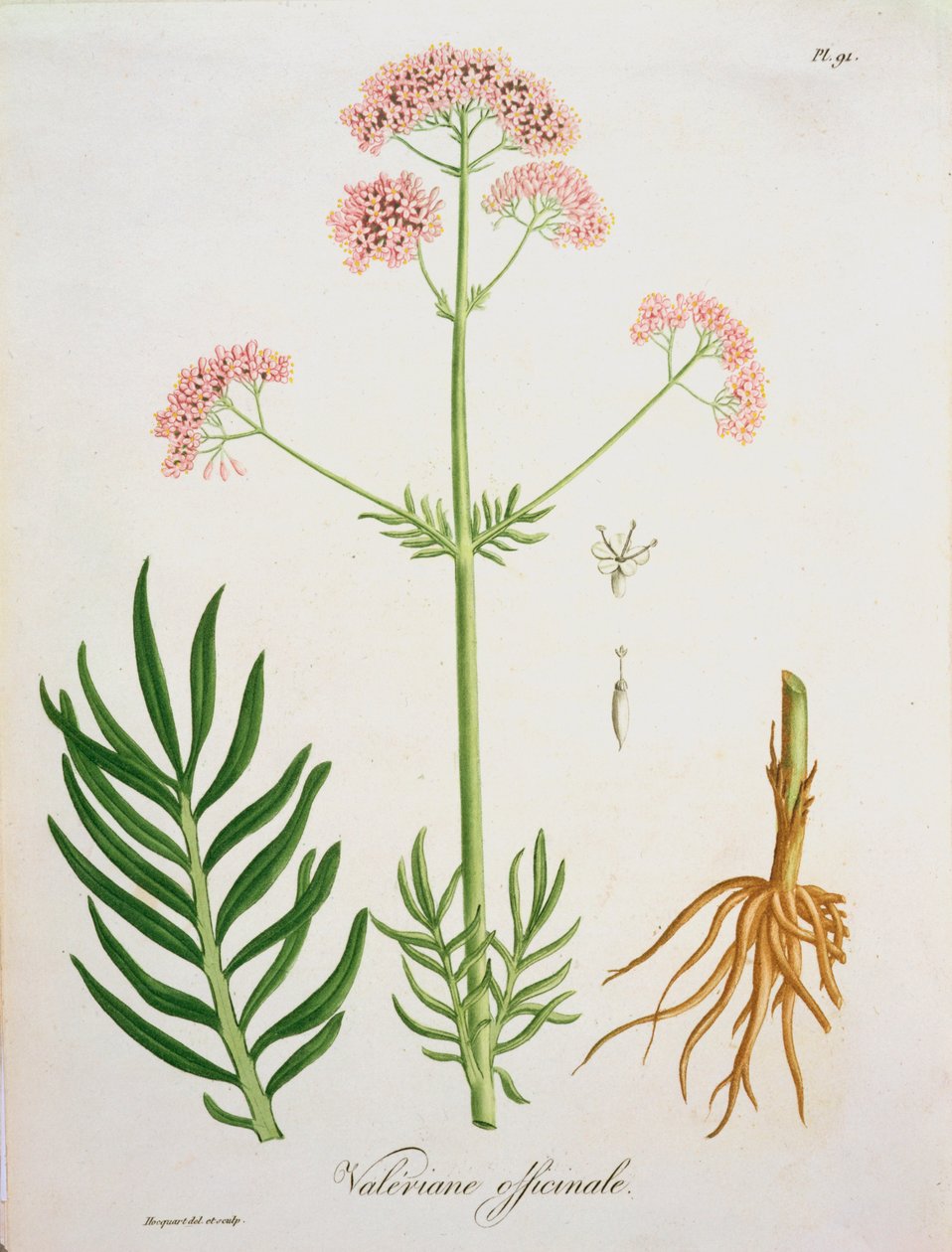 Walerian z „Phytographie Medicale” Josepha Roquesa (1772-1850), wydanej w 1821 r. autorstwa L.F.J. Hoquart