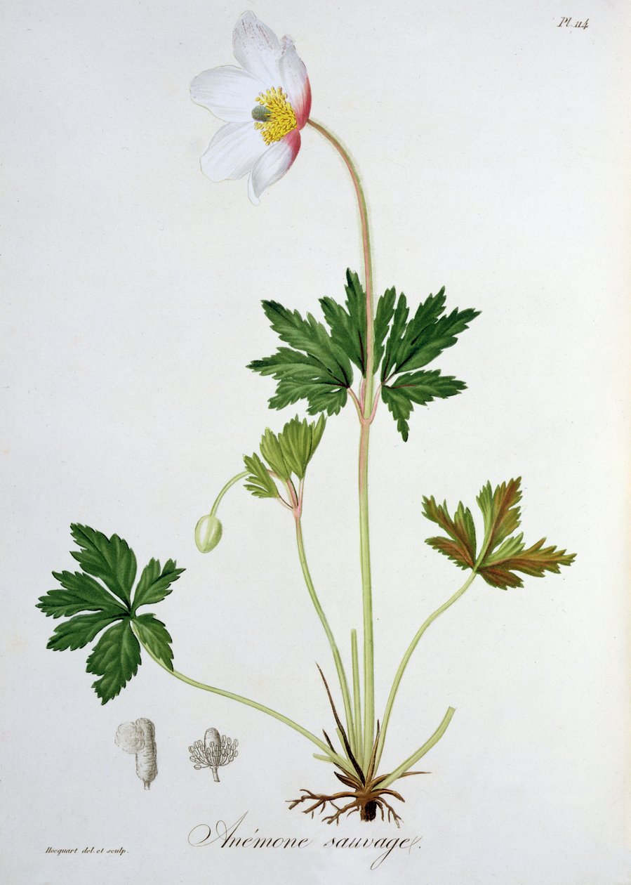 Zawilec leśny z „Phytographie Medicale” Josepha Roquesa (1772-1850), opublikowany w 1821 r. autorstwa L.F.J. Hoquart
