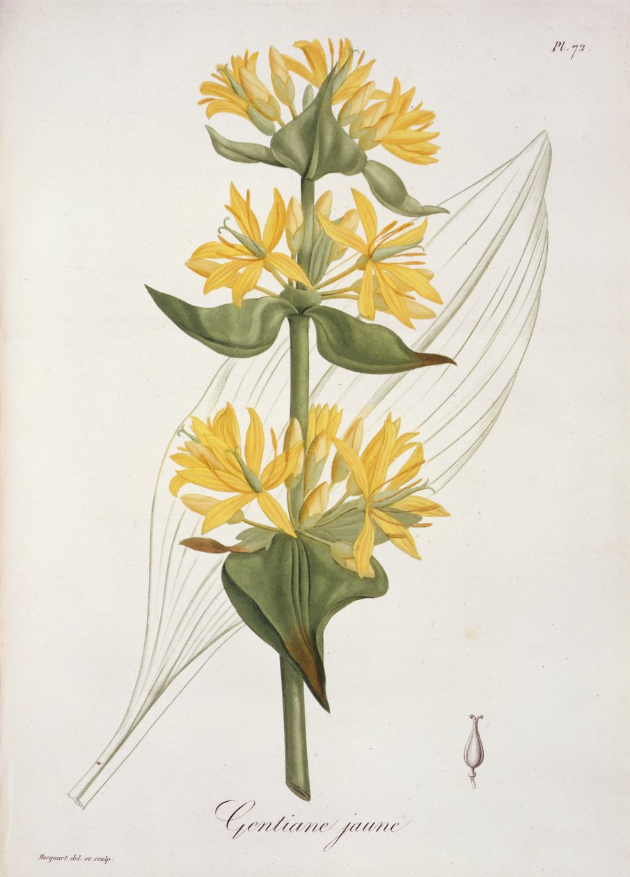 Goryczka żółta z „Phytographie Medicale” Josepha Roquesa (1772-1850), opublikowana w 1821 r. autorstwa L.F.J. Hoquart