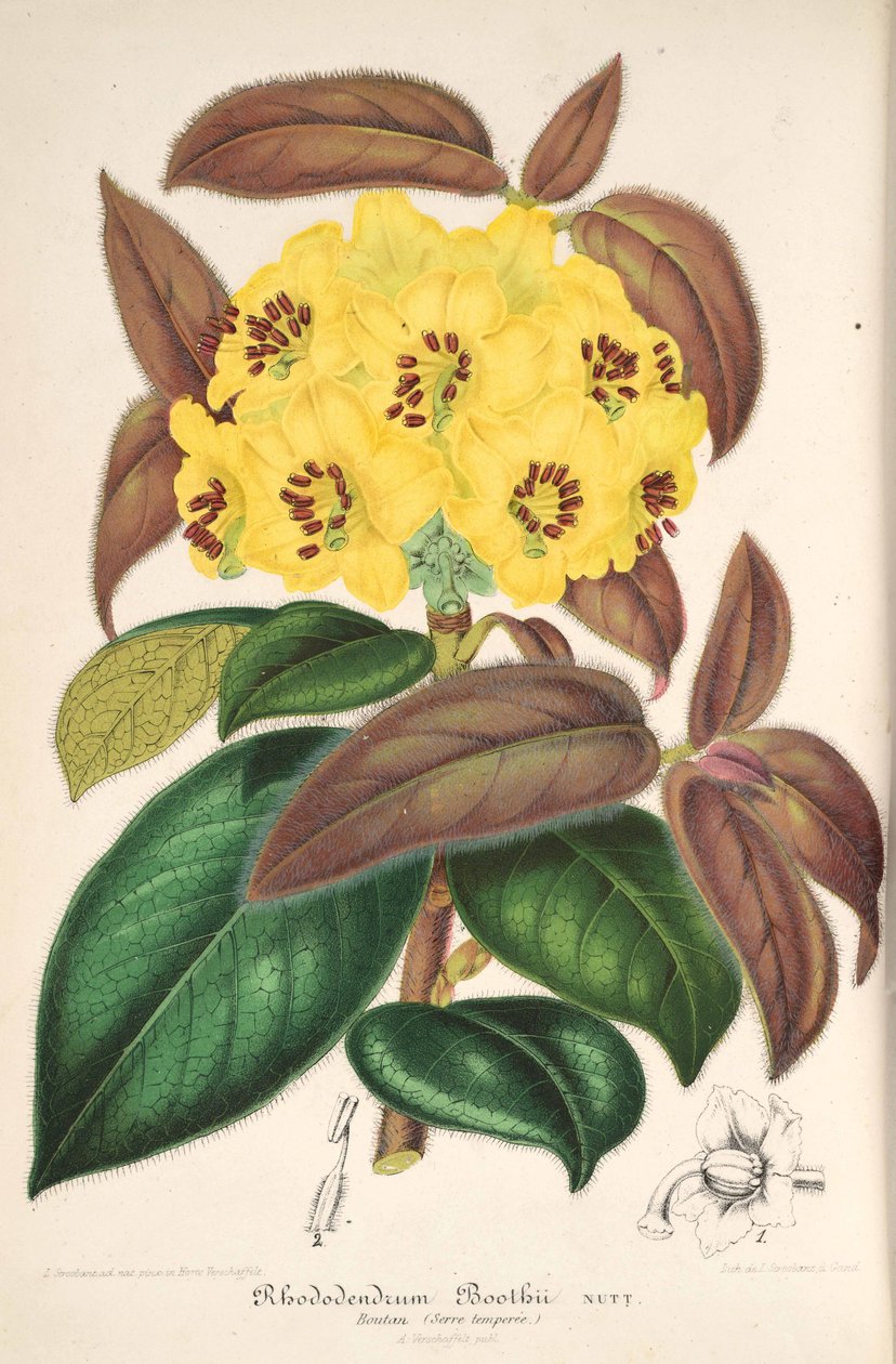 Stoisko rododendronów autorstwa L’Illustration horticole