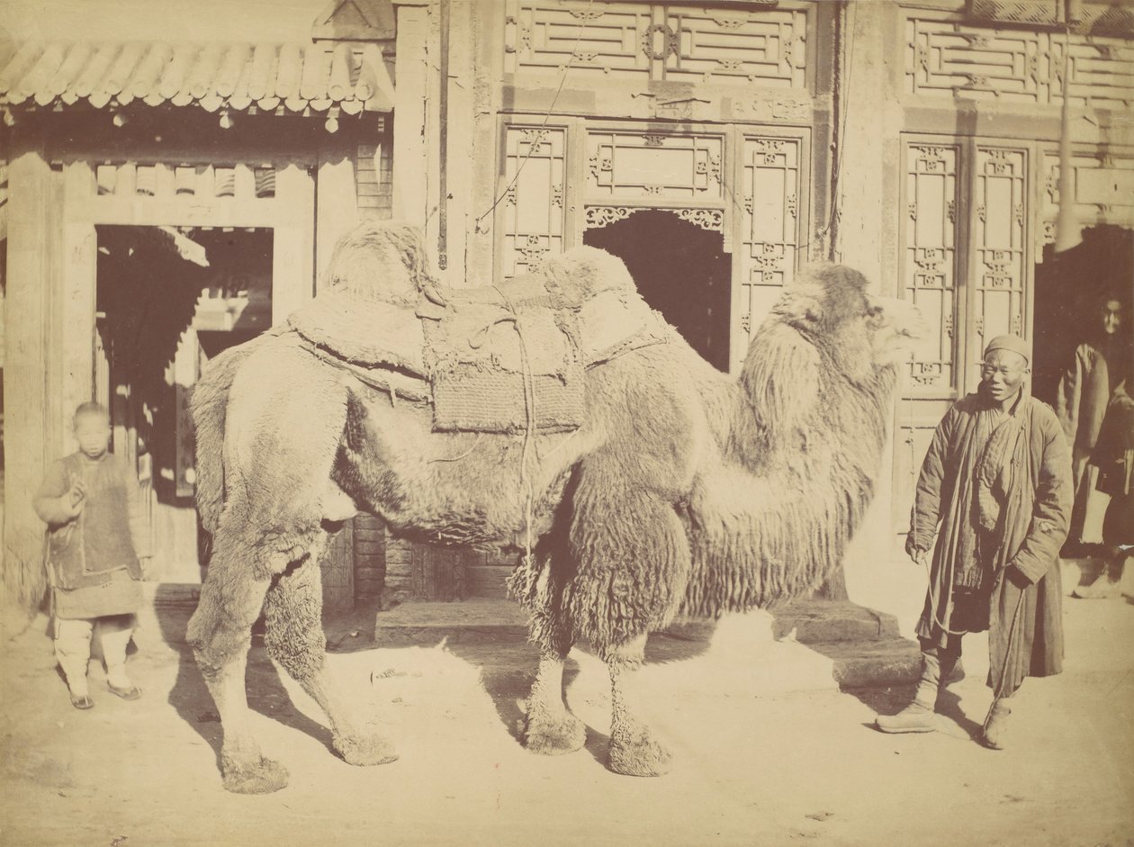 Pekin. z. 923, 1867. autorstwa Lai Fong.