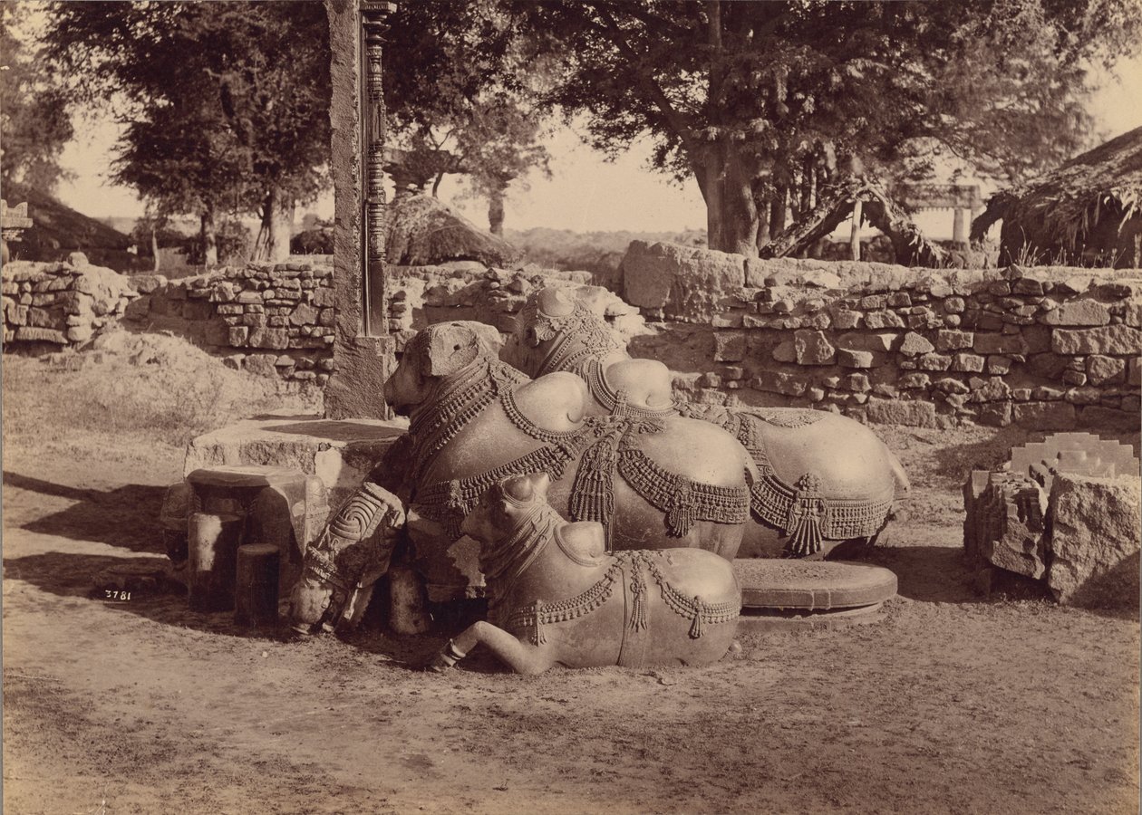 Byki lub nadieżdy z ozdobnymi rzeźbieniami, widok z boku, Warangal, Hyderabad, Deccan autorstwa Lala Deen Dayal