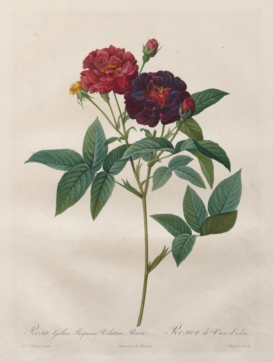 Róże: Rosa Gallica Purpurea Velutina Parva autorstwa Langlois