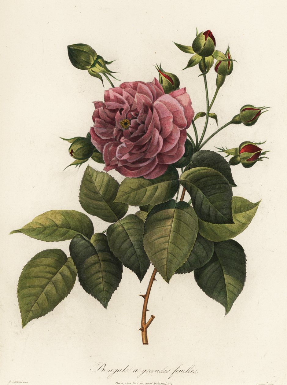 róża bengalska, odmiana Rosa chinensis, bengal wielkolistny autorstwa Langlois Langlois