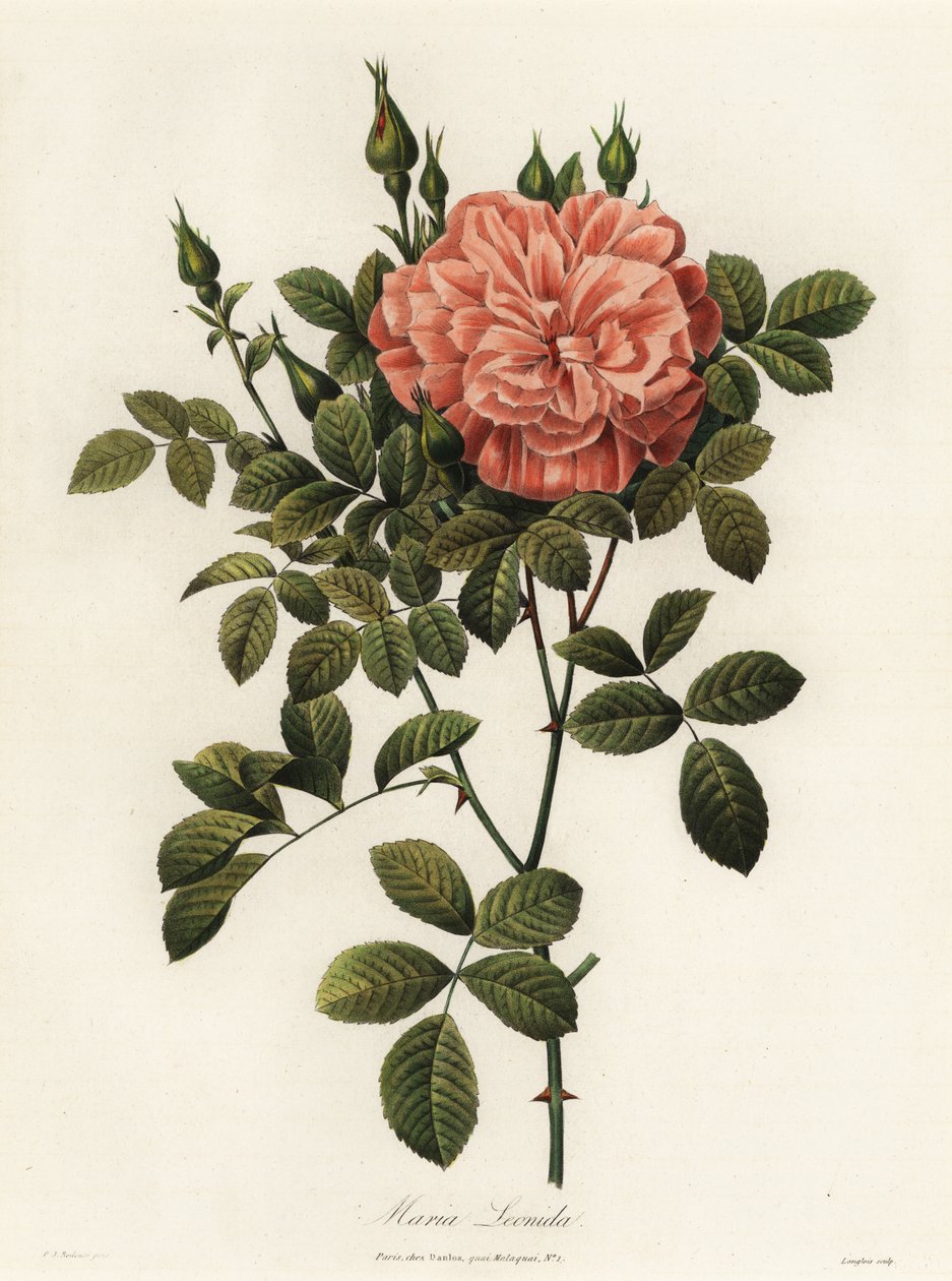 Maria Leonida, róża mieszańcowa, odmiana Rosa bracteata autorstwa Langlois Langlois