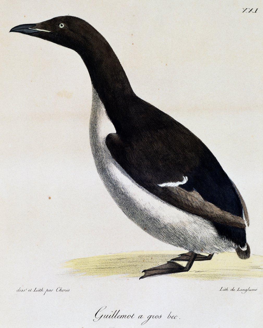 Guillemot Brunnicha z „Malownicza podróż dookoła świata” autorstwa Langlume Langlume