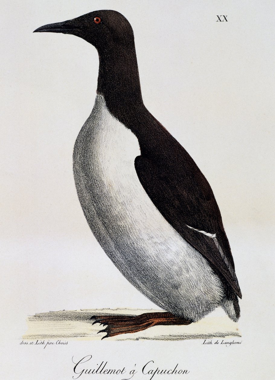 Pospolity Guillemot (Uria aalge), z malowniczej podróży dookoła świata autorstwa Langlume Langlume