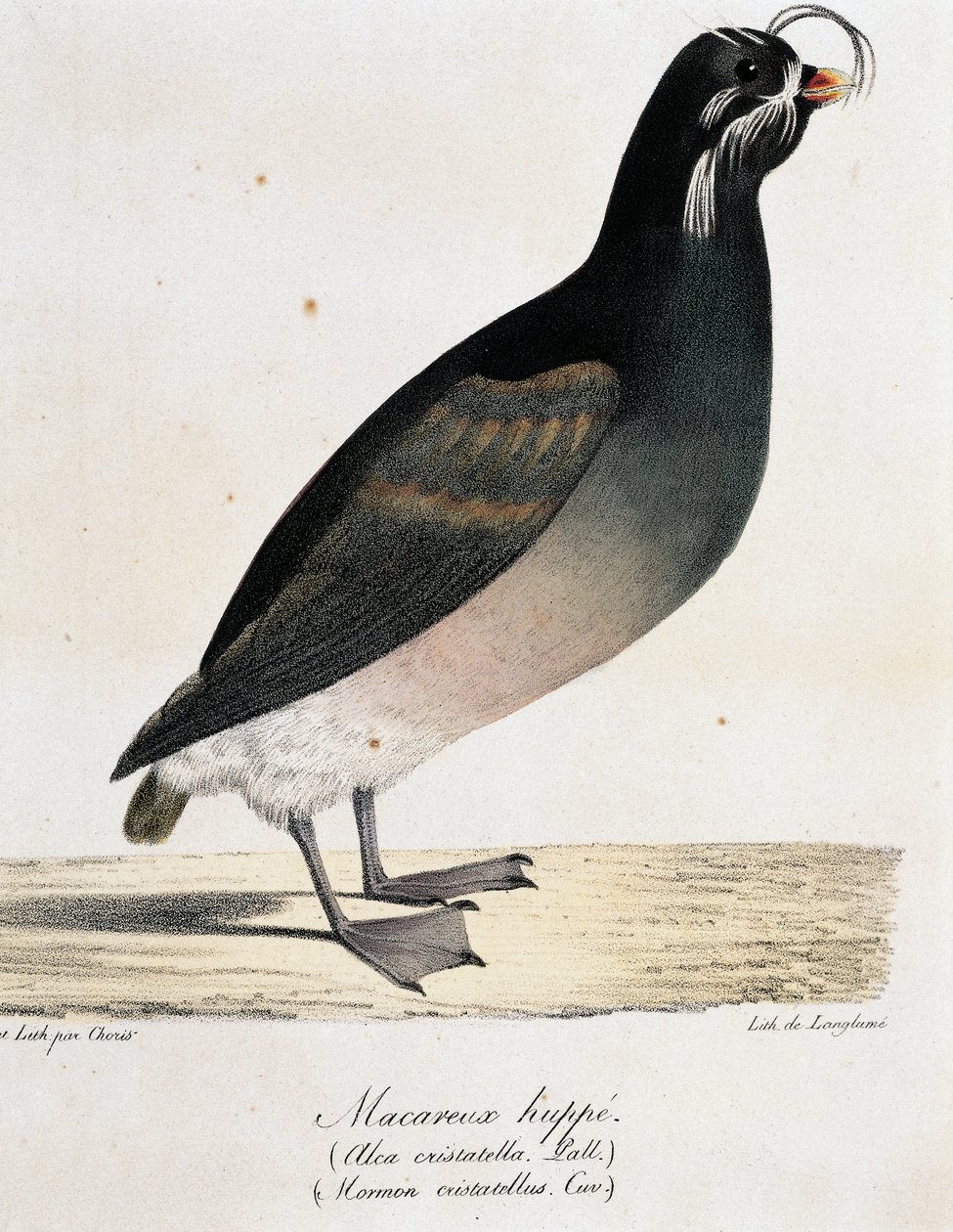 Crested Auklet (Aethia cristatella), z „Malownicza podróż dookoła świata” autorstwa Langlume Langlume