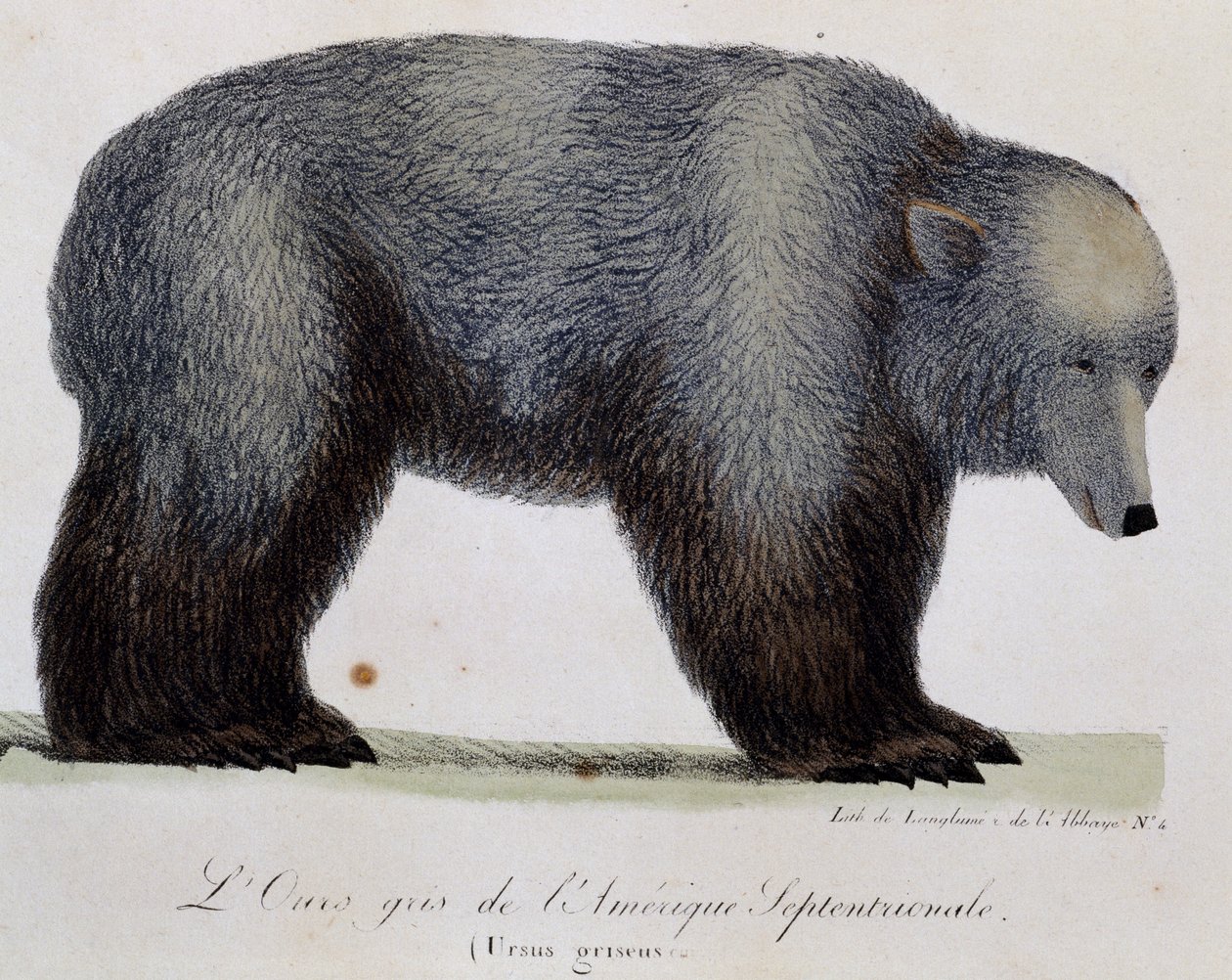 Szary niedźwiedź (Ursus griseus), z Malowniczej podróży dookoła świata autorstwa Langlume Langlume