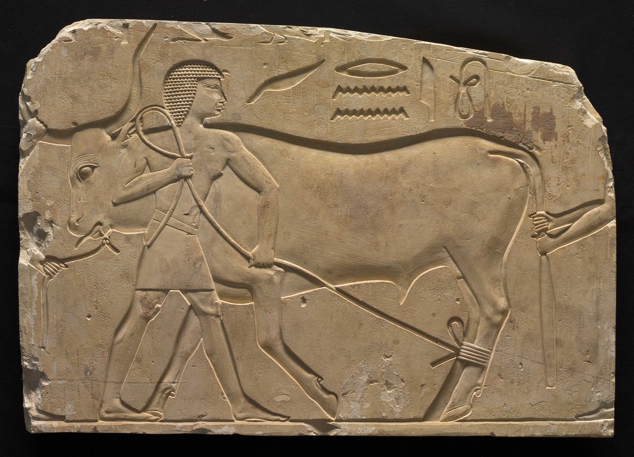 Mężczyźni krępujący wołu, 667-647 pne autorstwa Late Period Egyptian