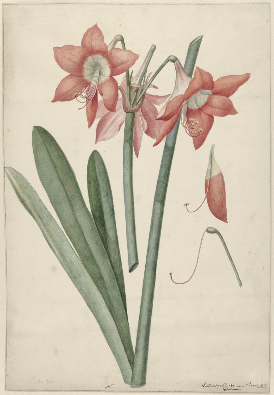 Amarylis Haoorthia Margaritiferas autorstwa Laurens Jacobsz. van der Vinne