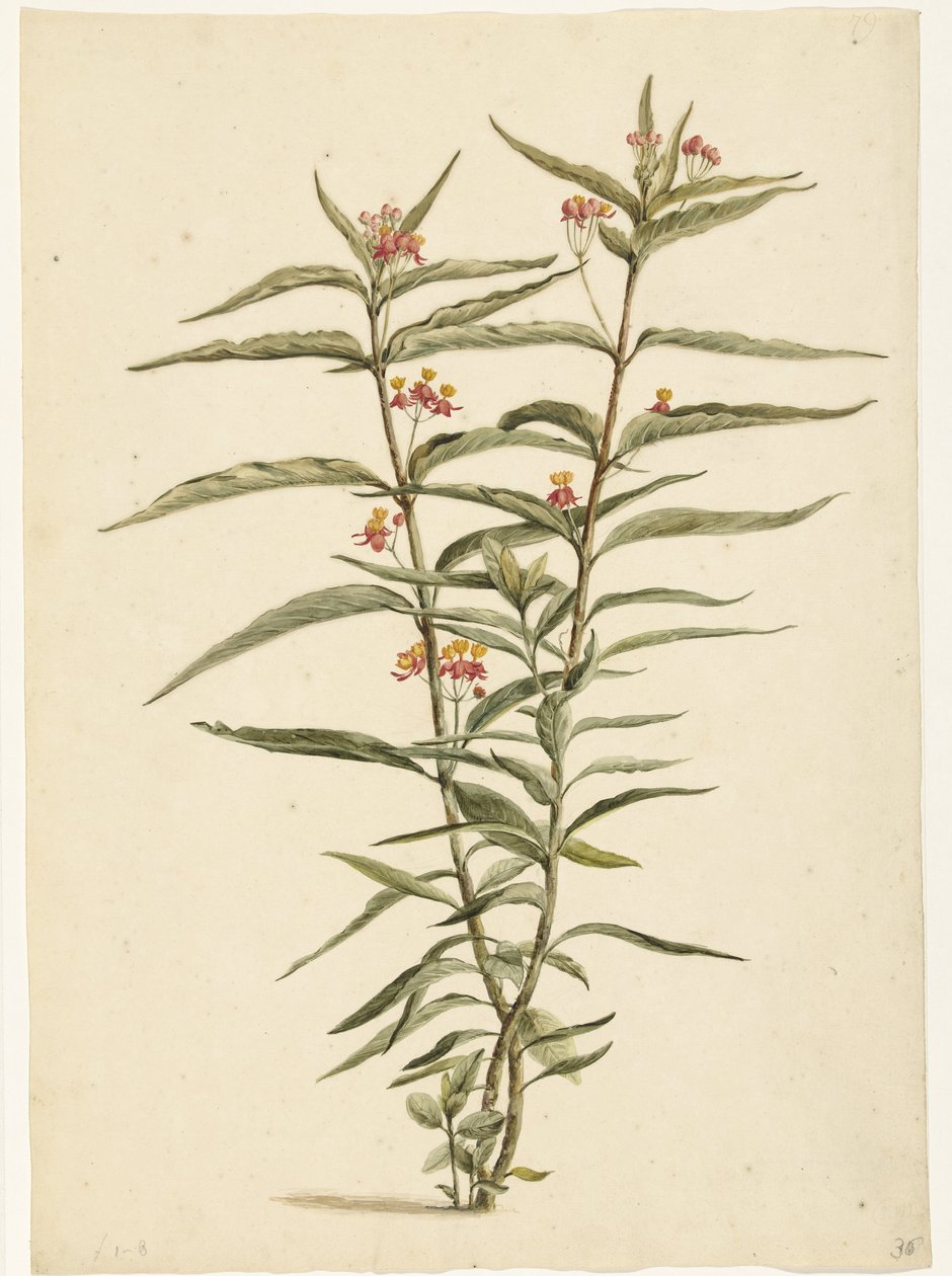 Kwitnące ziele dziurawca zwyczajnego (Asclepias curassavica) autorstwa Laurens Vincentsz. van der Vinne