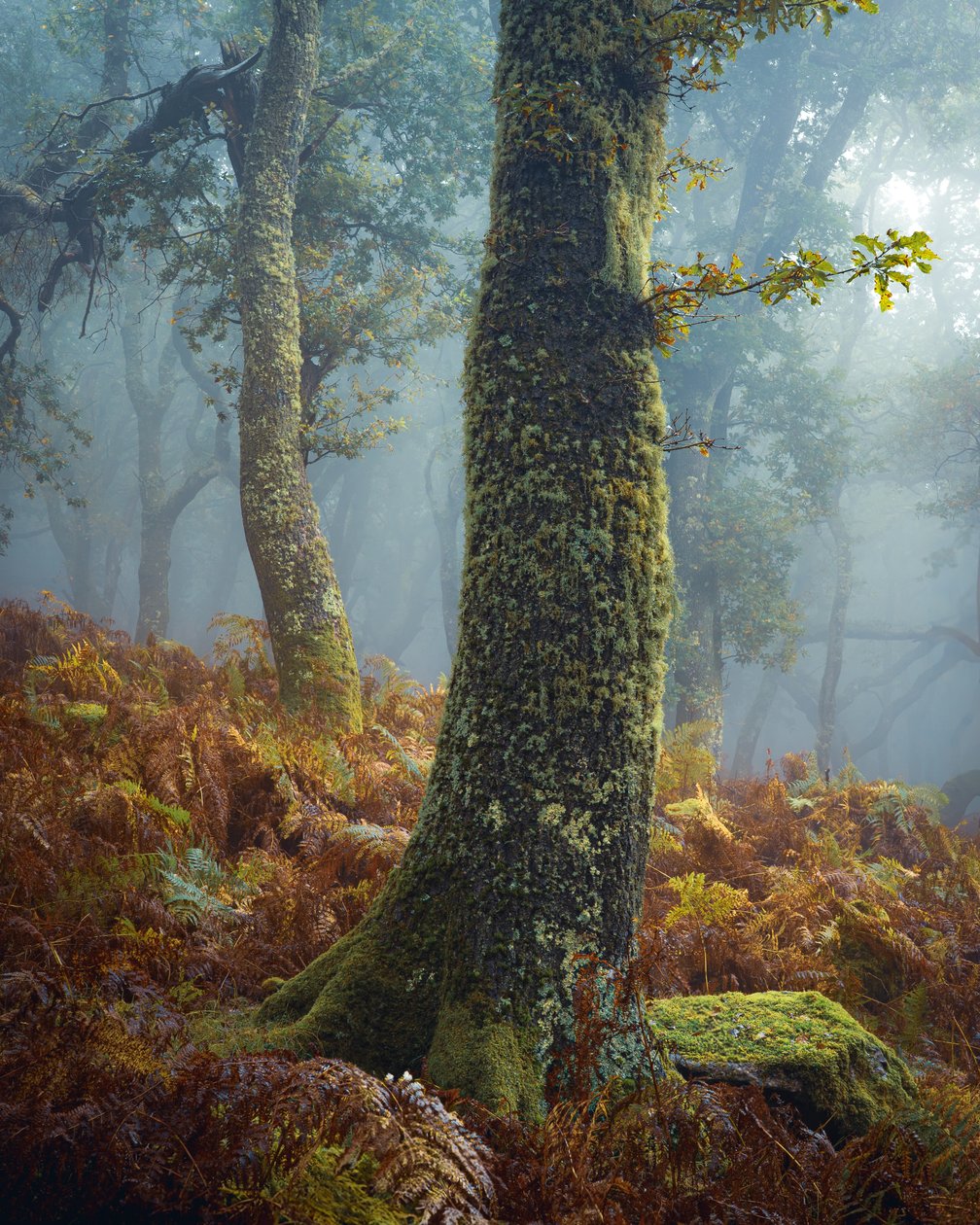 A Breath in the Pines, 2024 r. (zdjęcie ilustracyjne) autorstwa Lee Cooper