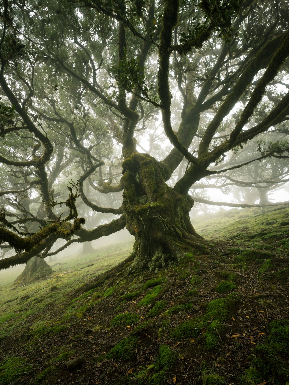 Canopy II, 2025 (zdjęcie) autorstwa Lee Cooper