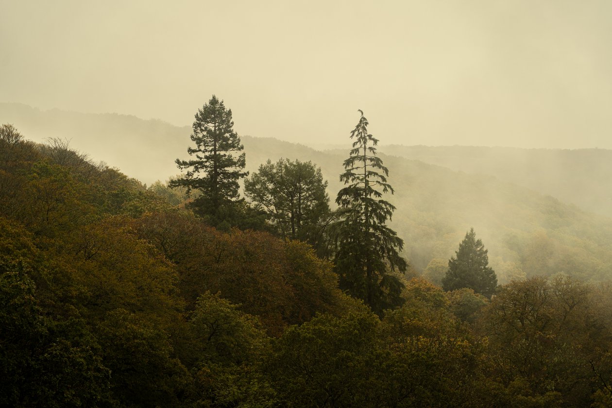 Cloud Forest III, 2024 r. (zdjęcie) autorstwa Lee Cooper
