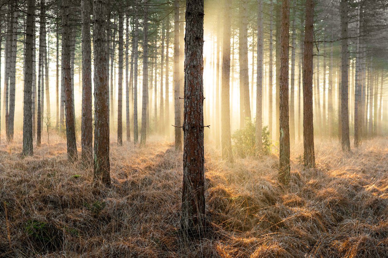 Mirkwood, 2025 r. (zdjęcie) autorstwa Lee Cooper