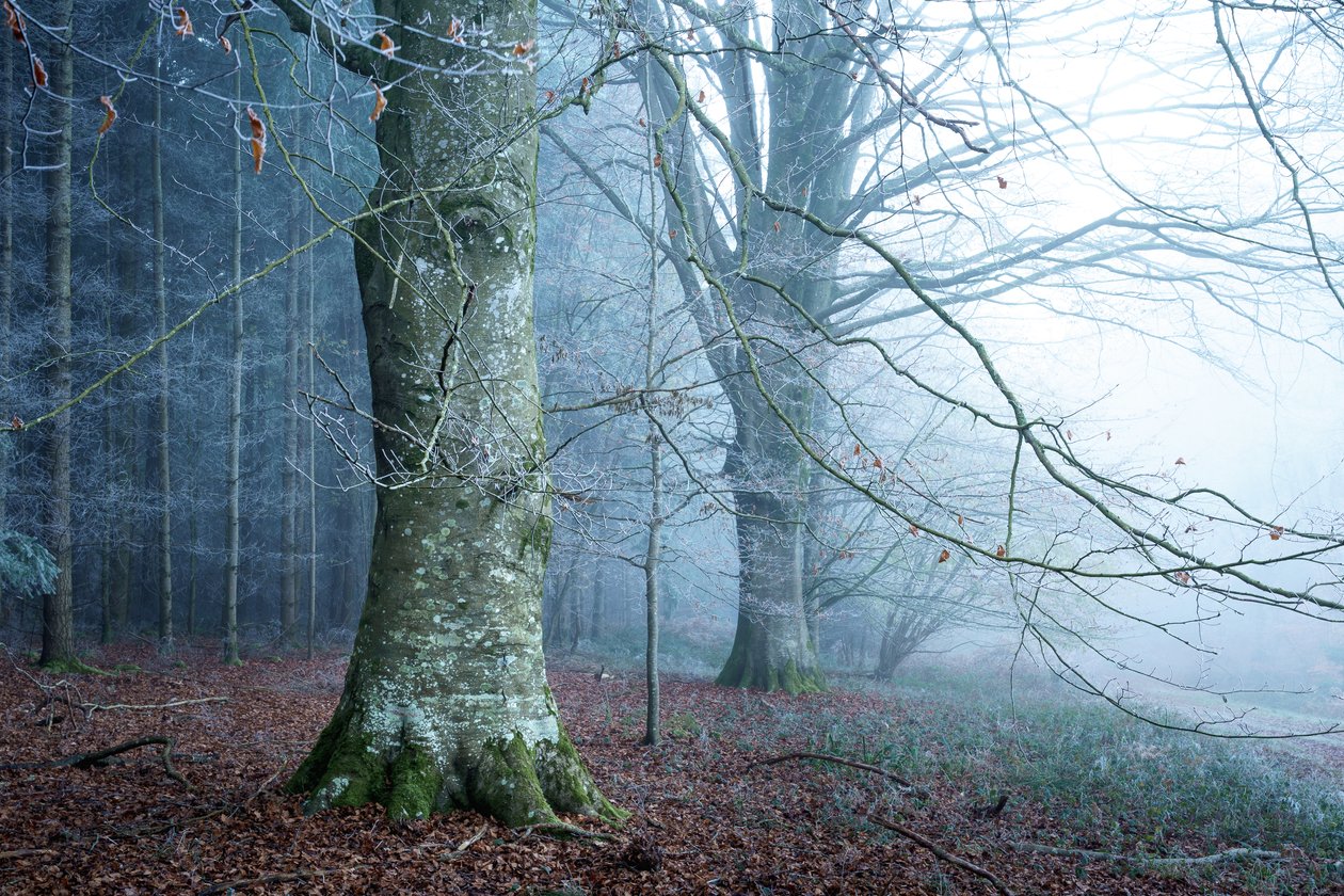  autorstwa Lee Cooper