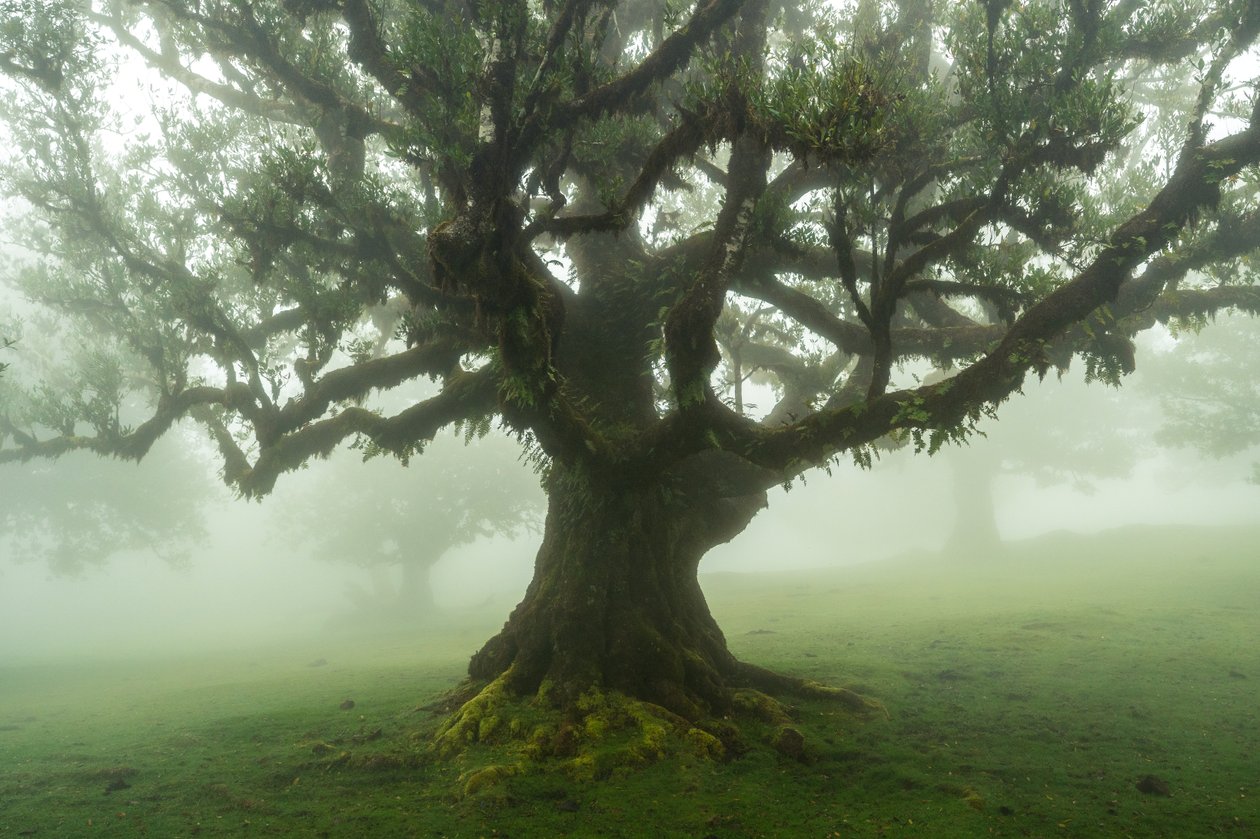  autorstwa Lee Cooper