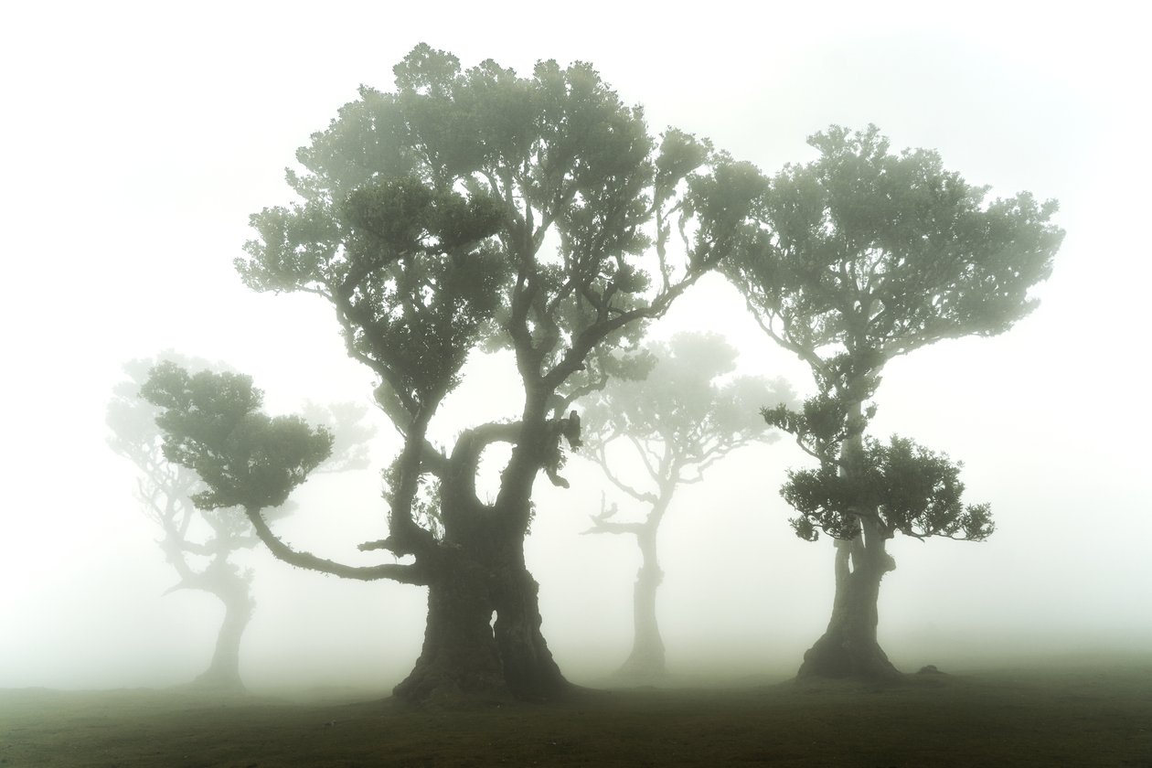 The Forest Remains, 2023 (zdjęcie) autorstwa Lee Cooper