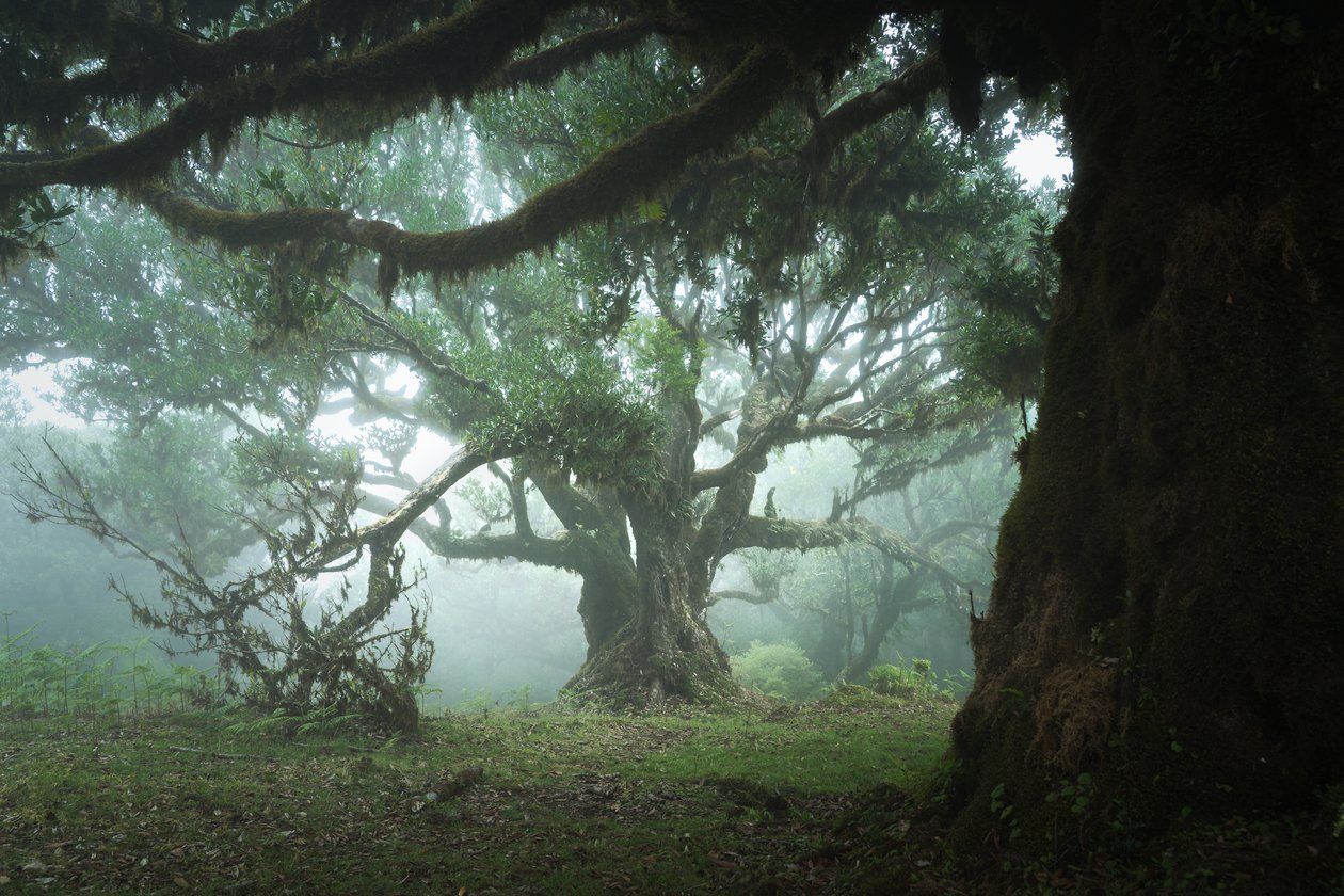 The Gathering Wood, 2023 r. (zdjęcie) autorstwa Lee Cooper