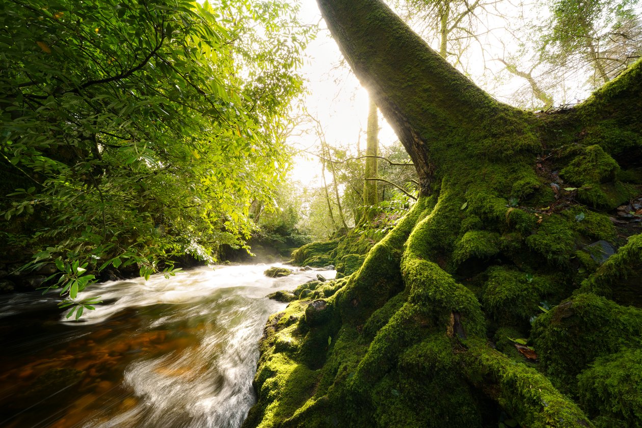  autorstwa Lee Cooper