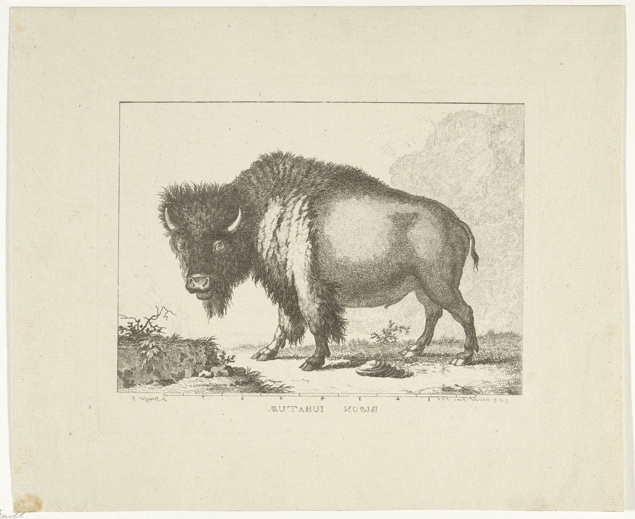 Bizon autorstwa Leendert Brasser
