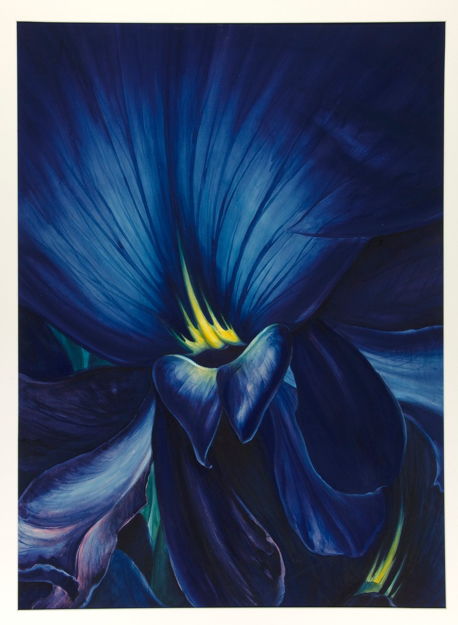 Delphinium chińskie autorstwa Leon Carroll
