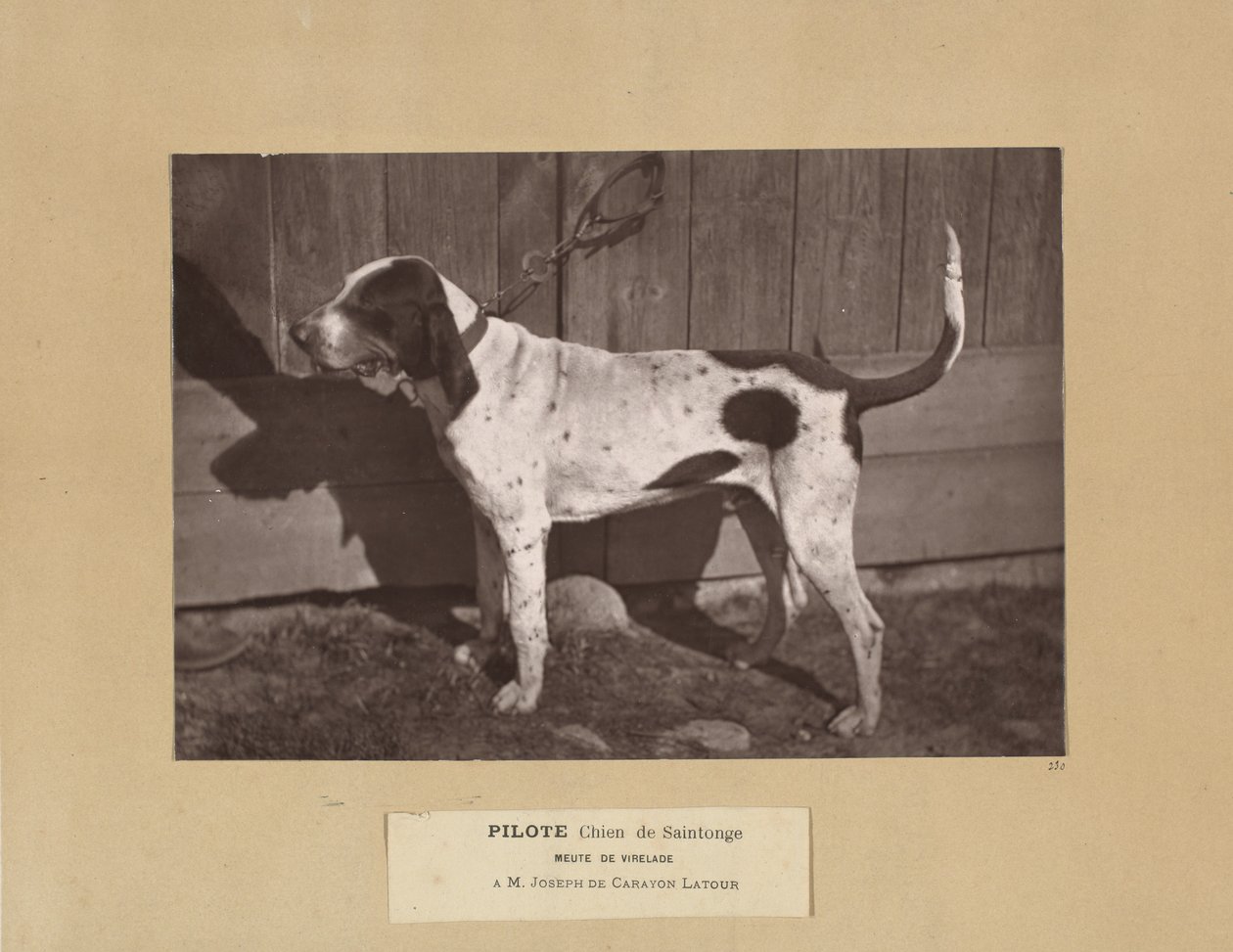 Pilot, Chien de Saintonge, Pakiet Virelade, AM Joseph de Carayon Latour autorstwa Leon Cremiere