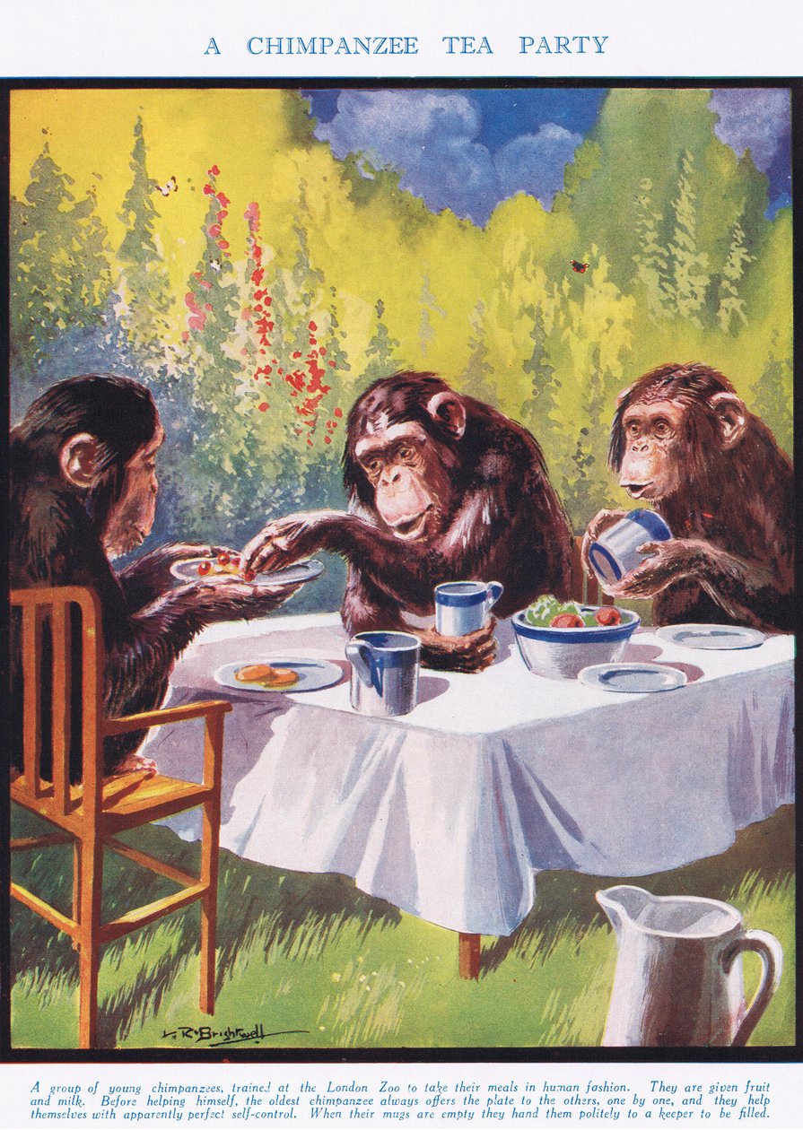 Herbaciane przyjęcie u szympansa, ilustracja z "Nauki o życiu". autorstwa Leonard Robert Brightwell