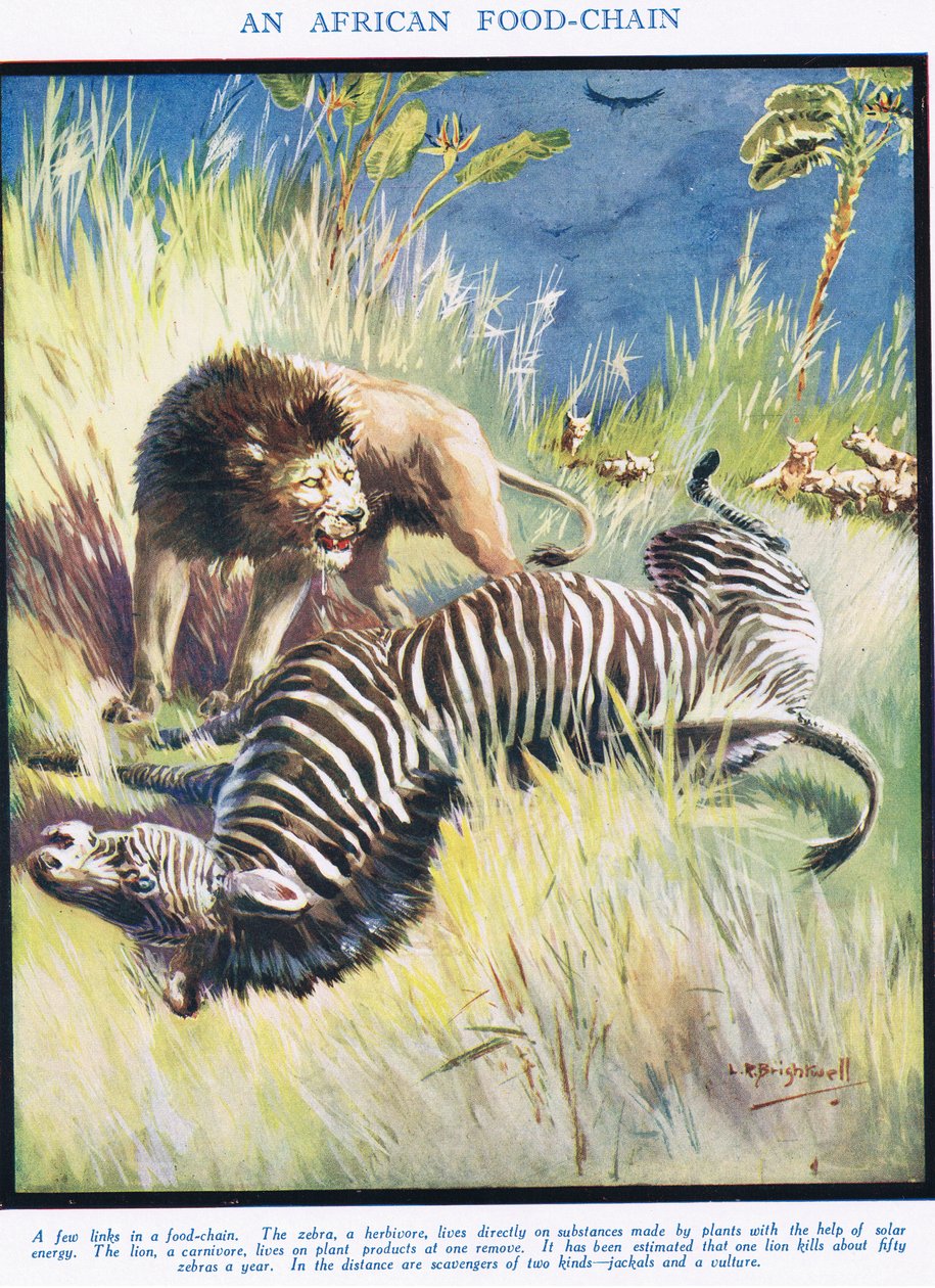 Afrykański łańcuch pokarmowy, ilustracja z "Nauki o życiu". autorstwa Leonard Robert Brightwell