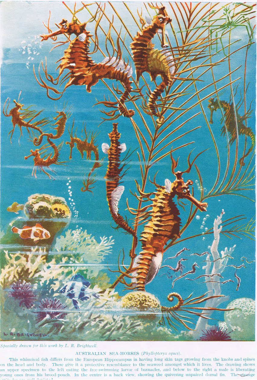 Australijskie koniki morskie, ilustracja z „Nauki o życiu” autorstwa Leonard Robert Brightwell