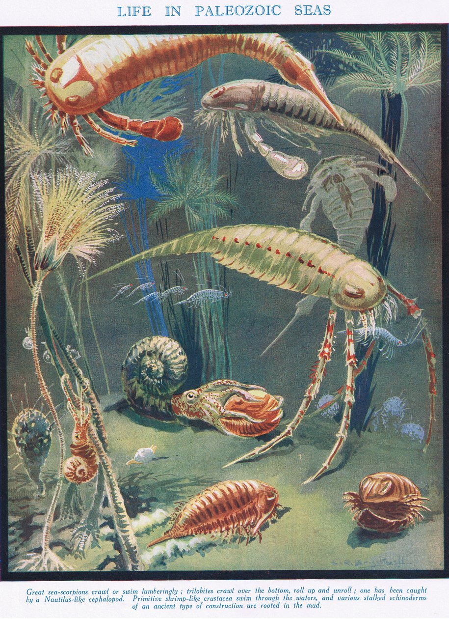 Życie w morzach paleozoicznych, ilustracja z "Nauki o życiu". autorstwa Leonard Robert Brightwell