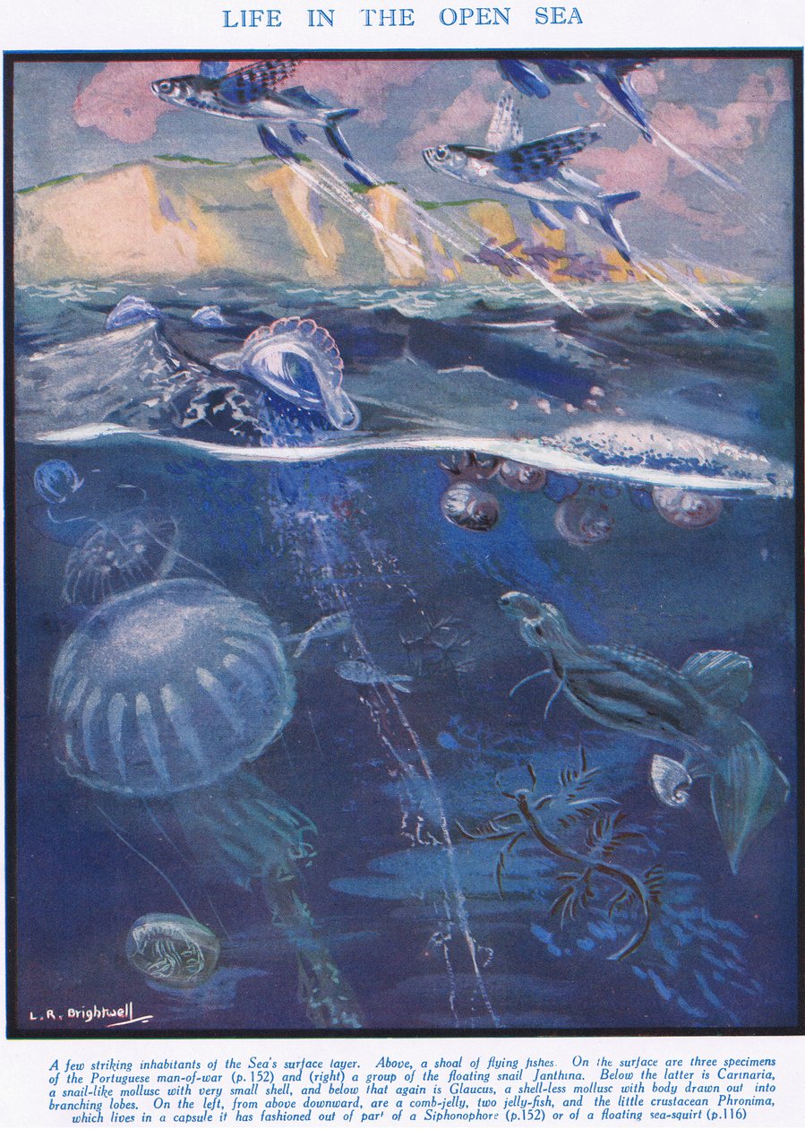 Życie na otwartym morzu, ilustracja z „Nauki o życiu” autorstwa Leonard Robert Brightwell