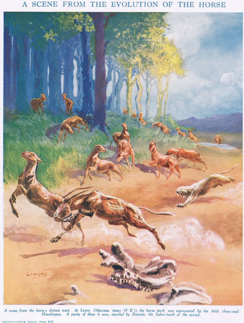 Mesohippus, ilustracja z „Nauki o życiu” autorstwa Leonard Robert Brightwell
