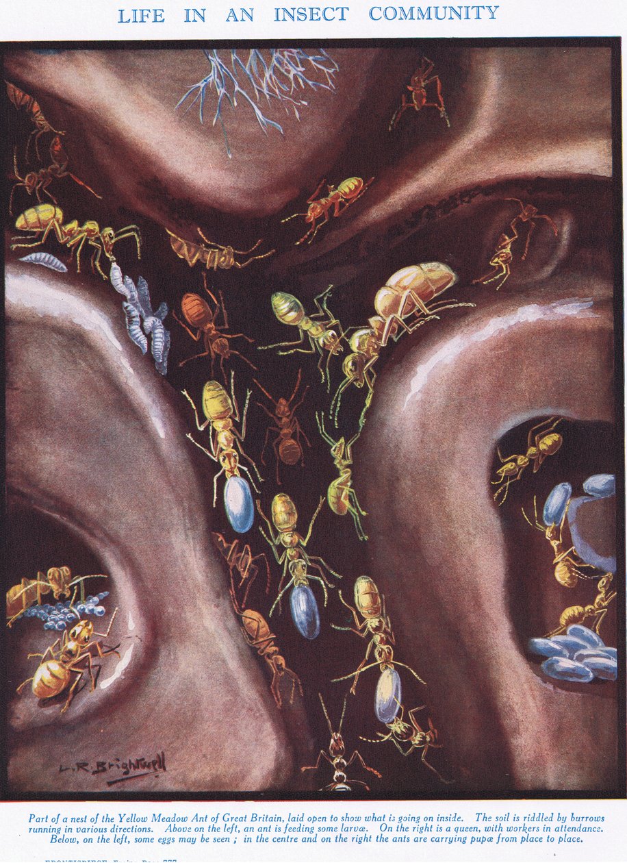 Życie w społeczności owadów, ilustracja z „Nauki o życiu” autorstwa Leonard Robert Brightwell