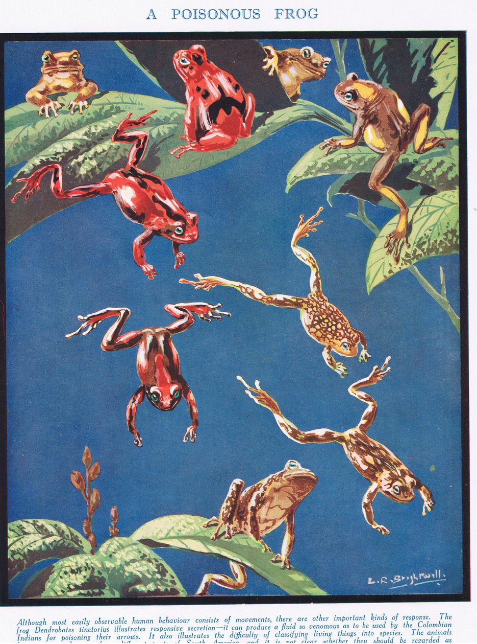 Trująca żaba, ilustracja z „Nauki o życiu” autorstwa Leonard Robert Brightwell