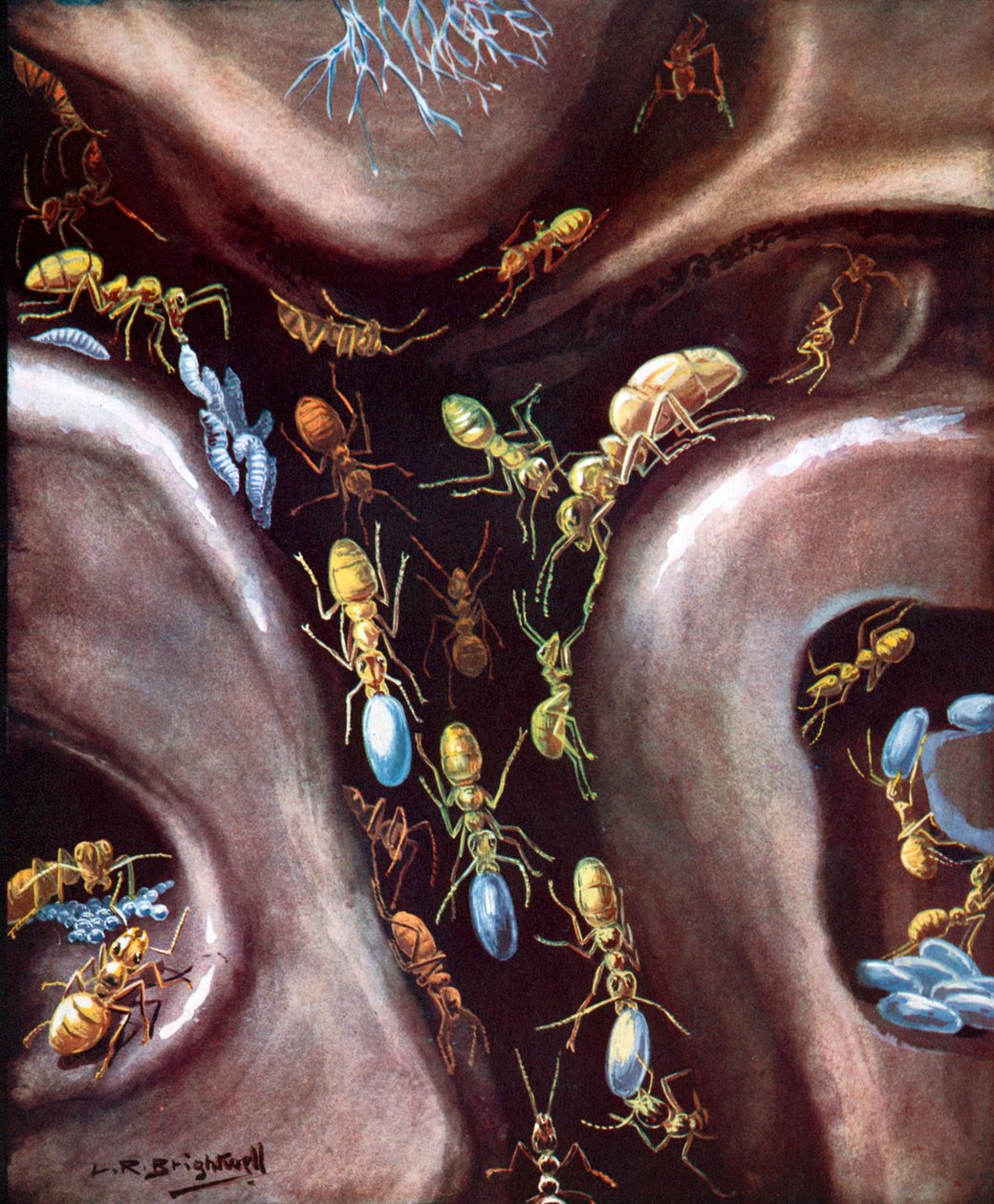 Życie w społeczności owadów (kolorowa litografia) autorstwa Leonard Robert Brightwell