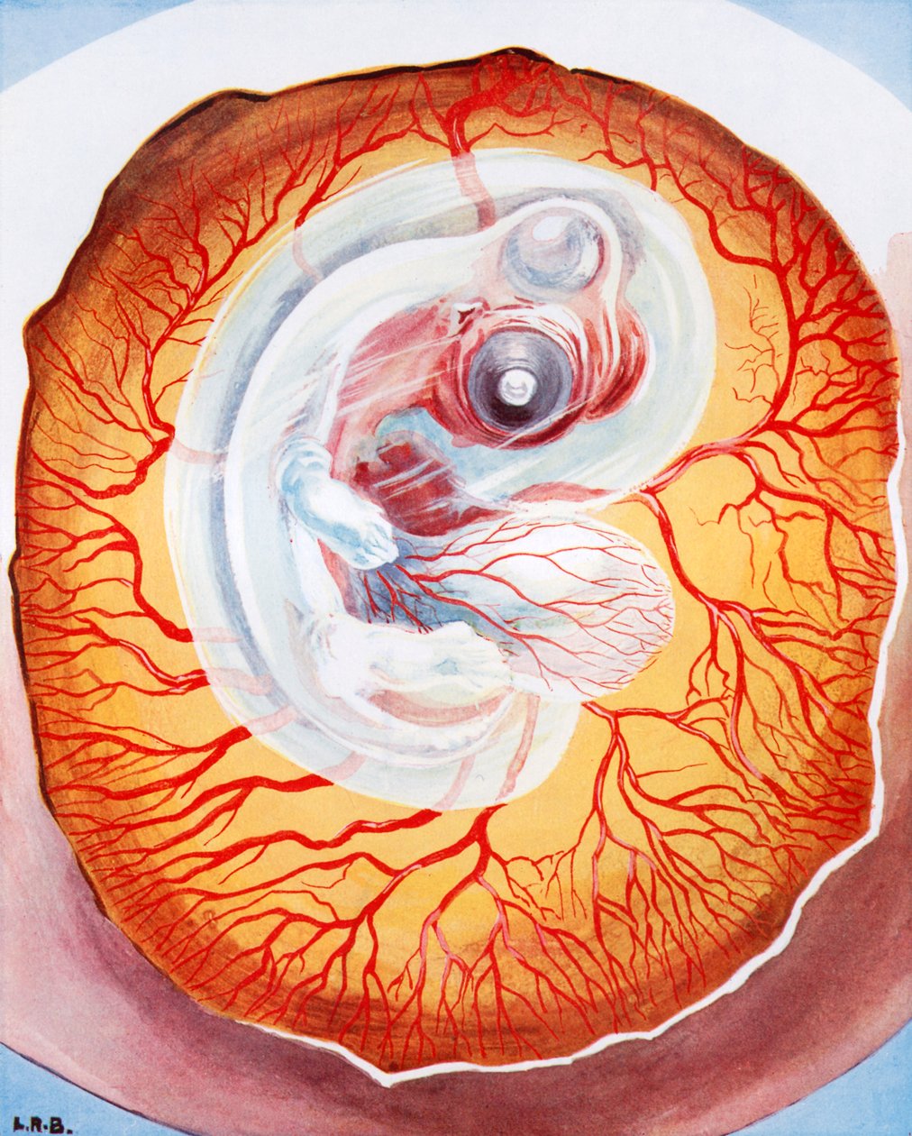 Ptak rozwijający się w jaju (kolorowa litografia) autorstwa Leonard Robert Brightwell