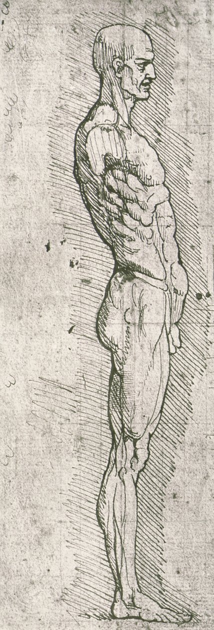Studium anatomiczne (pióro i tusz na papierze) autorstwa Leonardo da Vinci