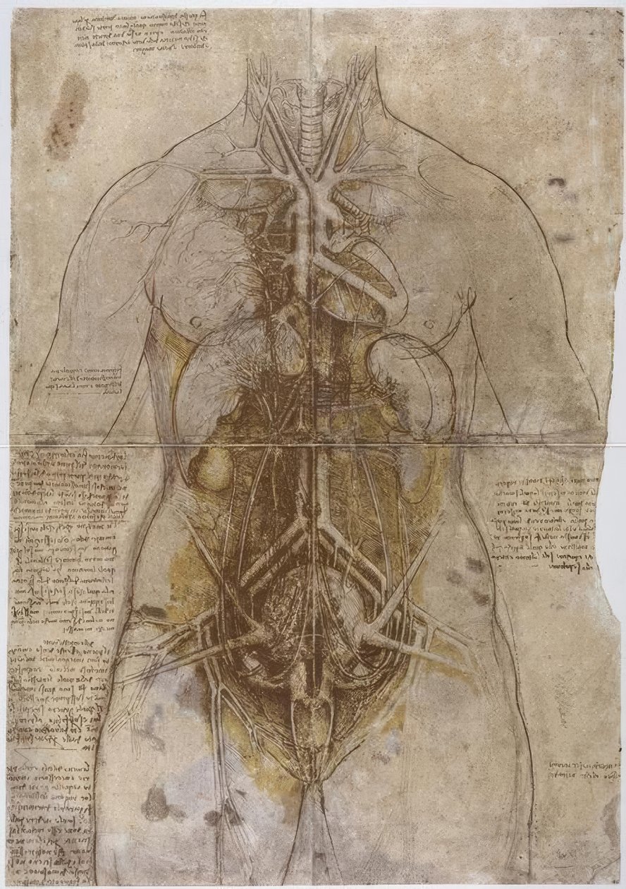 Anatomia autorstwa Leonardo da Vinci