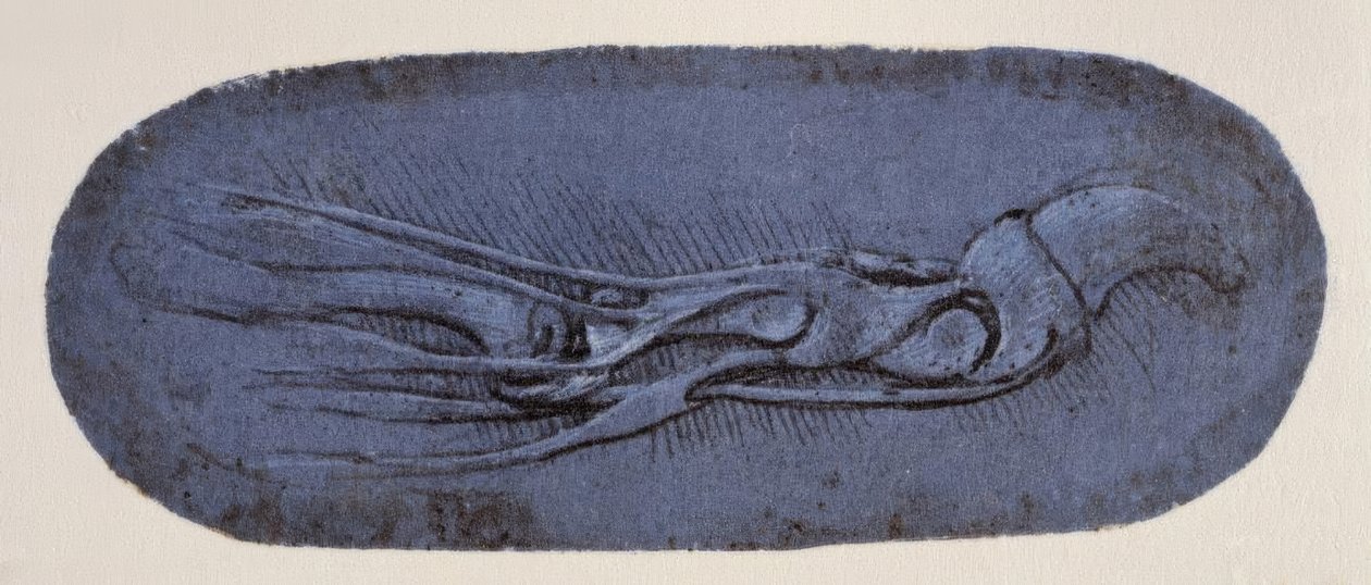 Anatomia autorstwa Leonardo da Vinci