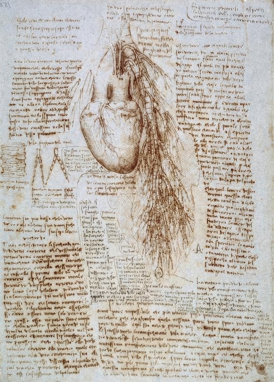 Badanie anatomii: serce i otaczające naczynia krwionośne z płucami autorstwa Leonardo da Vinci