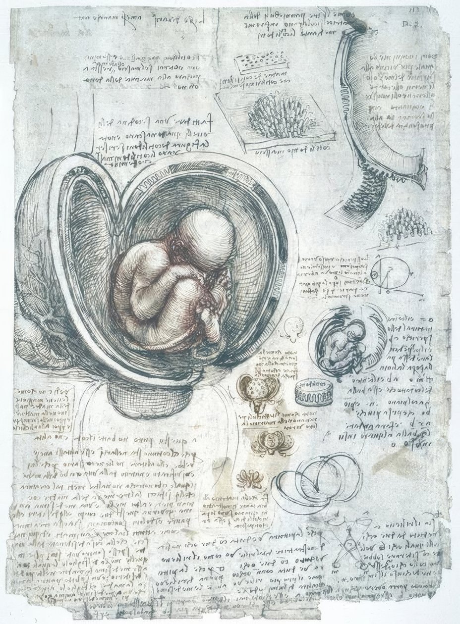 Anatomiastudia autorstwa Leonardo da Vinci